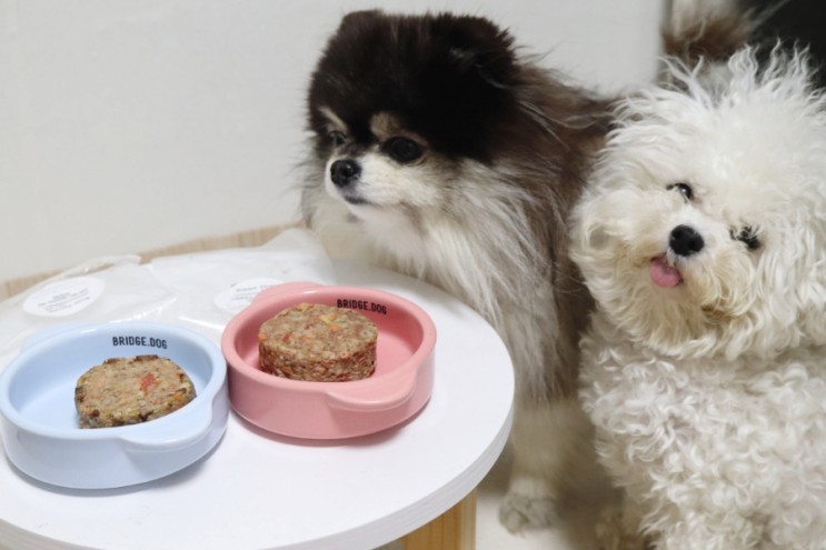 강아지테린 특식 영양식으로 좋은 강아지밥 다독