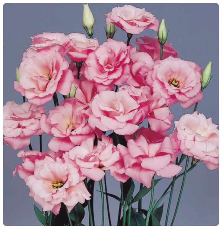  사계절피는 꽃 종류 알아보기. 반려식물 추천! 일년 내내 꽃보기
