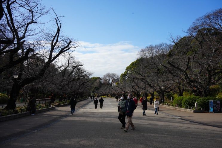 [1월/도쿄 5박 6일/2일차] 우에노 공원 속 도쿄 여행기: 역사, 문화, 그리고 자연의 만남