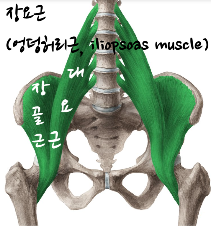 고관절 위치 및 해부학적 구조를 통해 고관절에서 소리 나는 원인을 알아보자(feat, 장요근, 대퇴근막장근). : 네이버 블로그