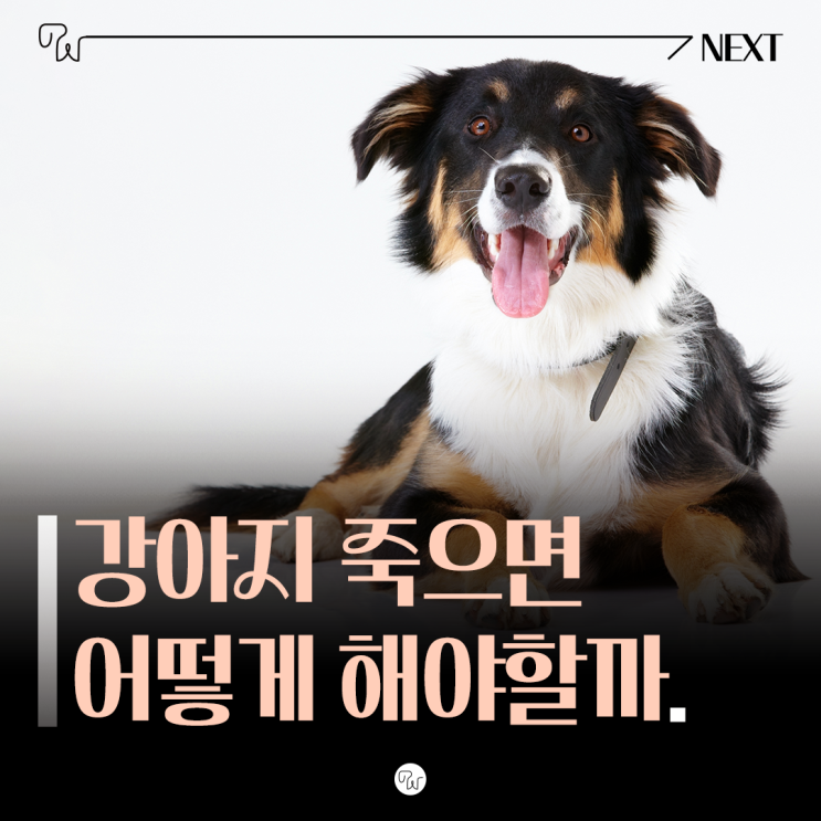  강아지 죽으면 어떻게 해야할까? 강아지 사후대처 방법 알려드려요.