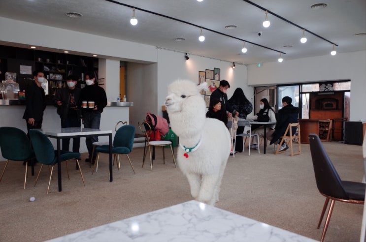  [별내 카페] 카페 옴뇸뇸 / 알파카 카페 / 이색 카페 / 남양주 별내 데이트, 반려동물 동반 가능
