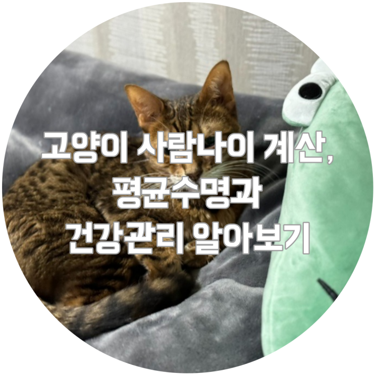  고양이 사람나이 계산, 평균수명과 건강관리 알아보기