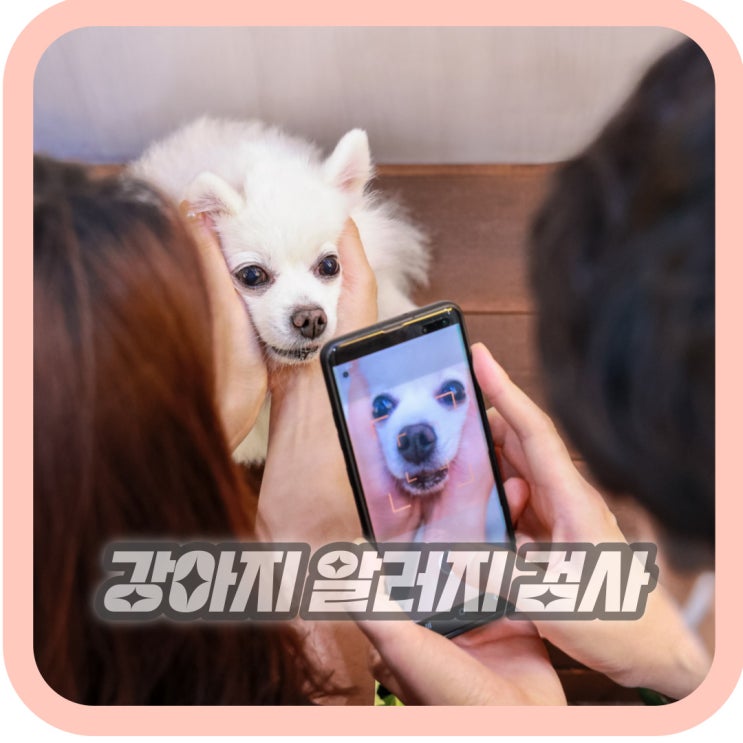  강아지 알러지 검사 가격 종류 식이 알레르기 견강검진 후기