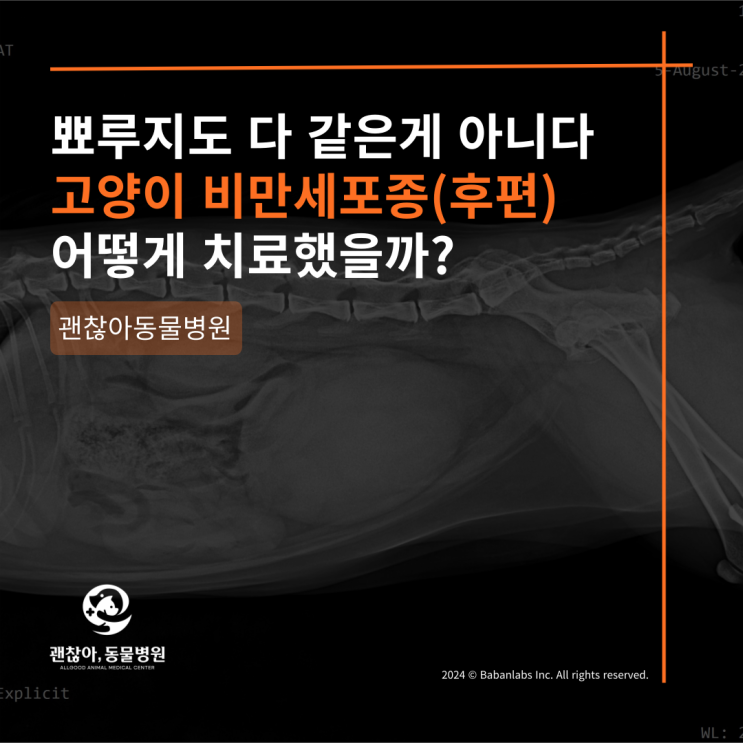  고양이비만세포종 치료케이스   (후편) [평택/고덕 동물병원]