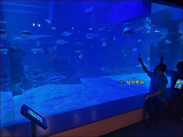  자카르타 차량 렌트카 -여행지 자카르타 아쿠아리움 사파리 - Jakarta Aquarium Safari