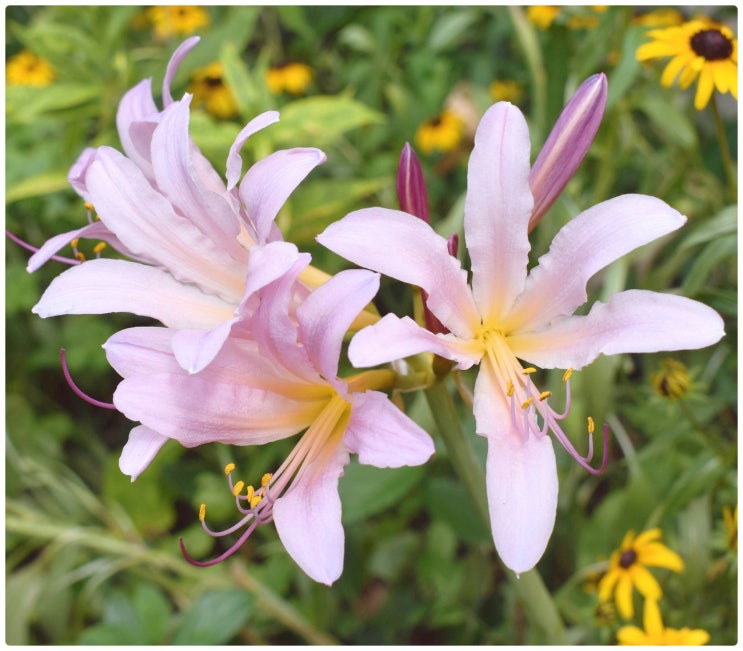  상사화 꽃말과 전설, 특징 알아보기
