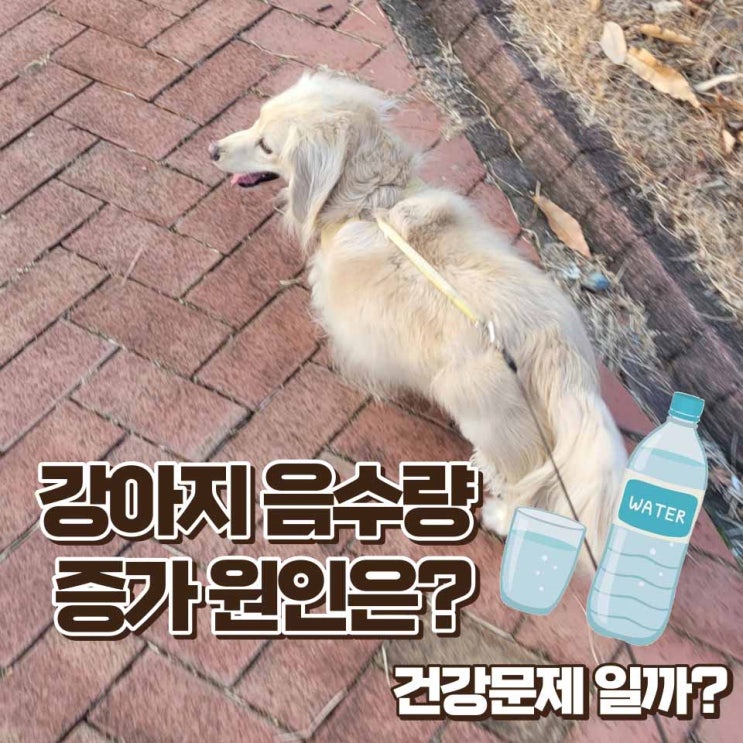  강아지 음수량 증가 원인과 건강 문제인지 알 수 있는 방법은?