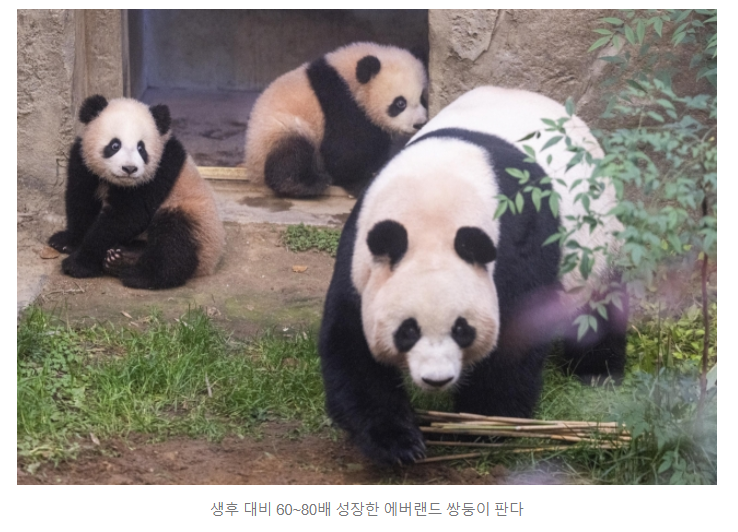 <b>쌍둥이 판다</b> 60~80배 폭풍성장…4일부터 <b>공개</b>