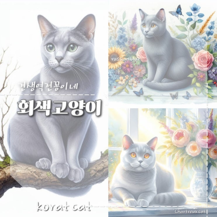  회색고양이 종류 샤트룩스 코렛 러시안블루 고양이 품종 특징