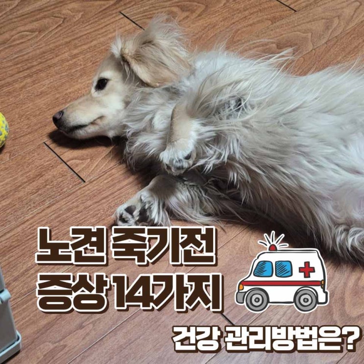  노견 죽기전 증상 14가지와 건강 관리방법