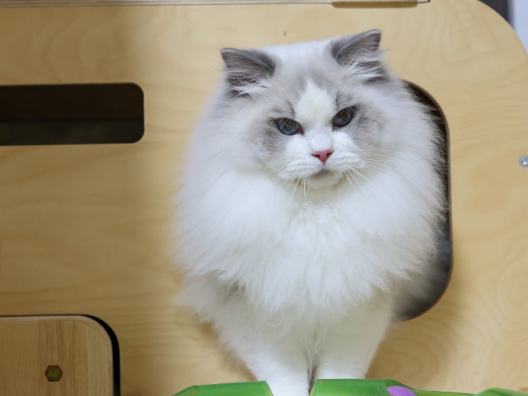 고양이 박스 좋아하는 이유 5가지, 집 종이 상자 탐구하는 귀여운 습성