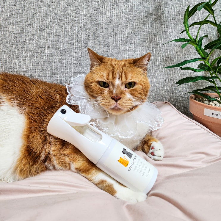  고양이 미스트 겨울철 정전기 비듬 케어하기 좋은 모코아미스트