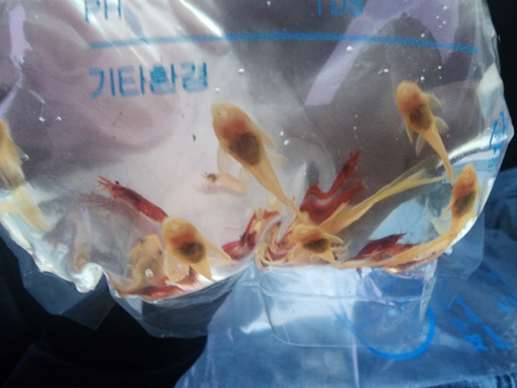  회사직원집으로 분양가는 안시와 새우