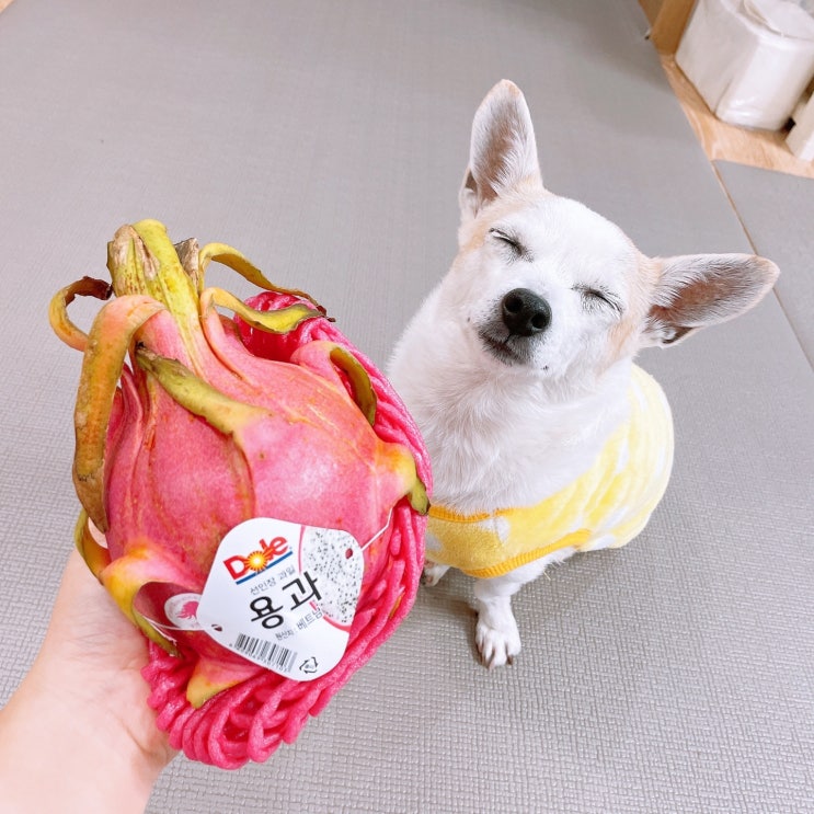  강아지 용과 먹어도되나요? 붉은용과 급여량 및 주의사항 총정리