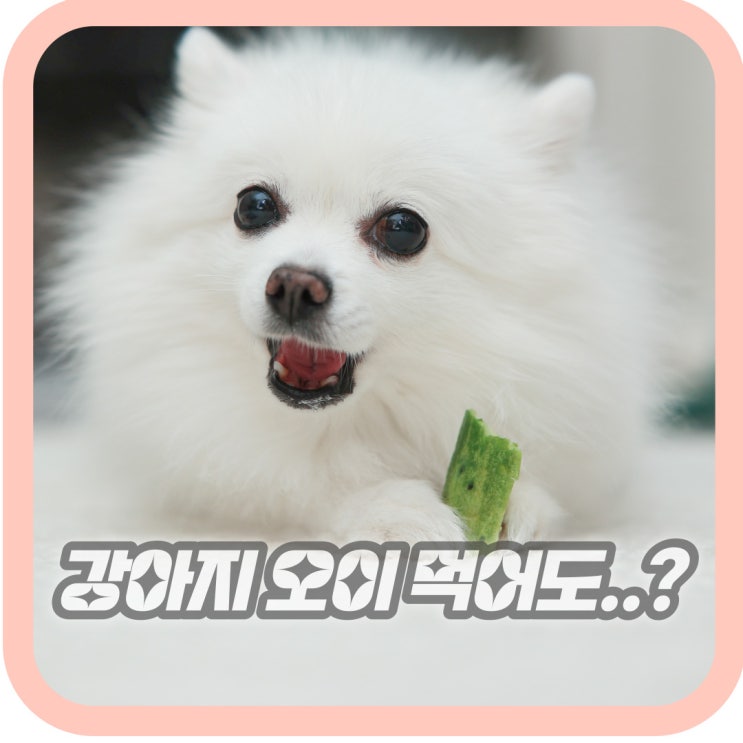  강아지 오이 급여량 및 껍질, 오이씨 급여시 주의점