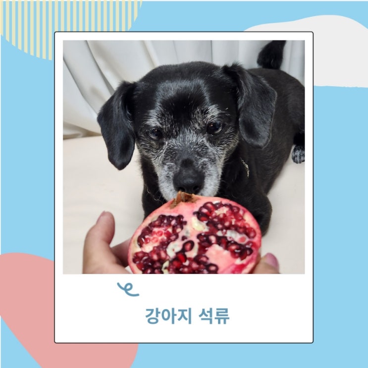 강아지 석류 과일 씨앗과 껍질은 안돼요 강아지 석류 과일 씨앗과 껍질은 안돼요