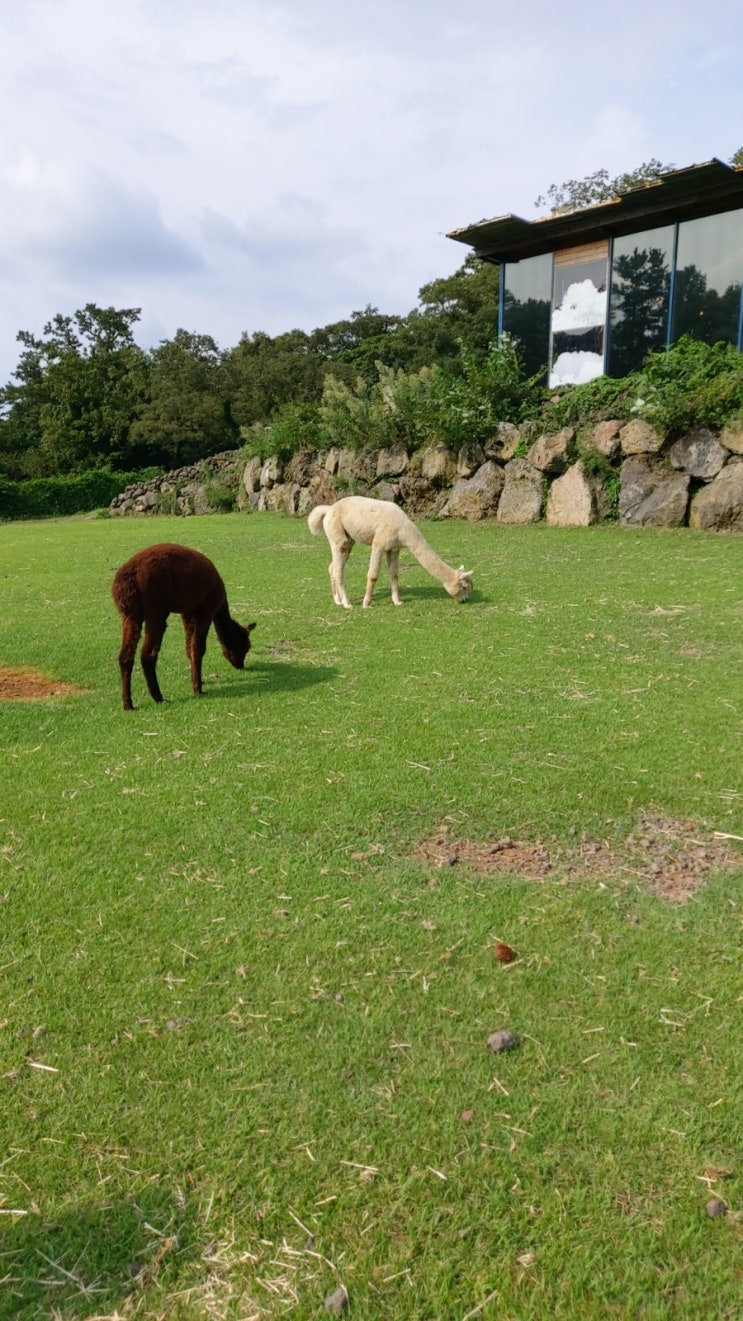  [제주 여행지] 도치돌알파카목장 / 알파카 목장 / 제주도 놀거리, 제주 여행지 / 서이추환영~