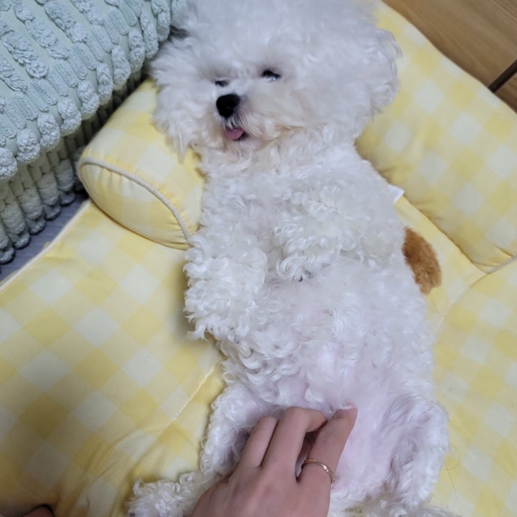  강아지 배탈 복명음 배에서 꾸르륵 설사할 때 아플 때