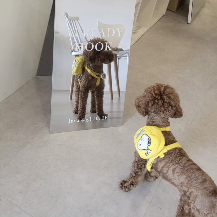  [제주 카페] 반려견 동반 가능한 카페 얼레디훅 ALREADY HOOK