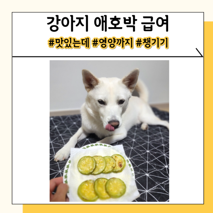강아지 애호박 먹어도 돼요 강아지 자연식 재료 추천 강아지 애호박 먹어도 돼요 강아지 자연식 재료 추천