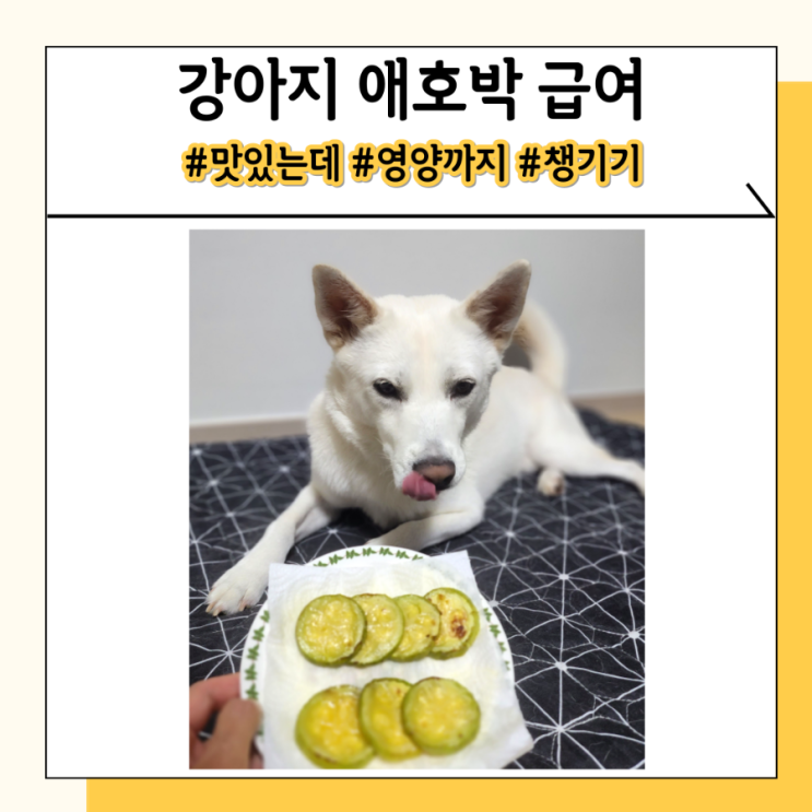 강아지 애호박 먹어도 돼요 강아지 자연식 재료 추천