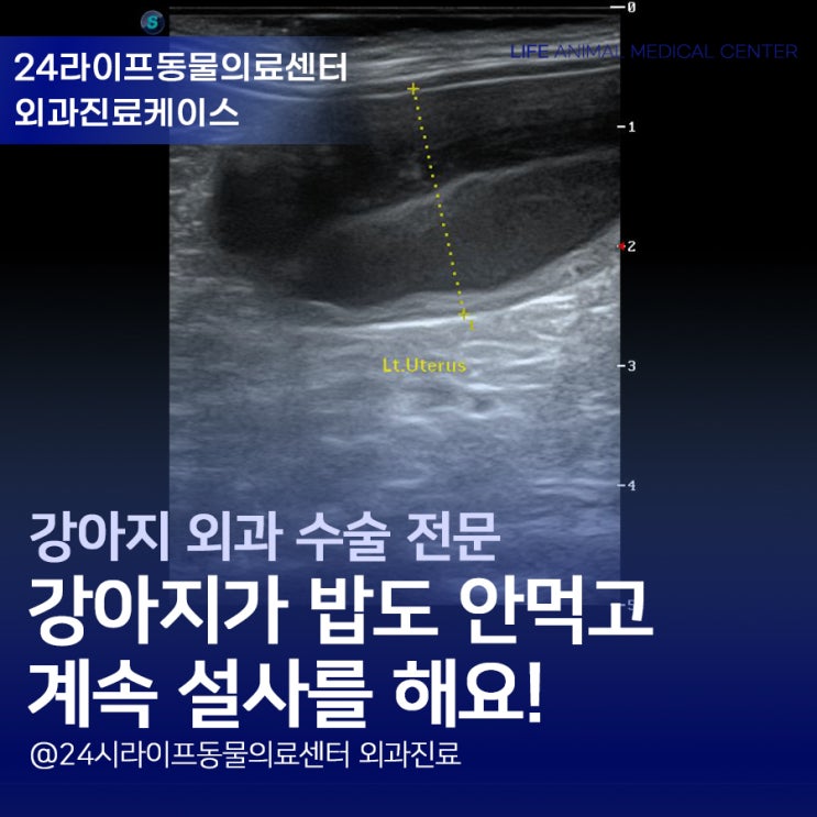 강아지가 밥도 안먹고 계속 설사를 해요! : 대구수술전문동물병원 강아지가 밥도 안먹고 계속 설사를 해요! : 대구수술전문동물병원