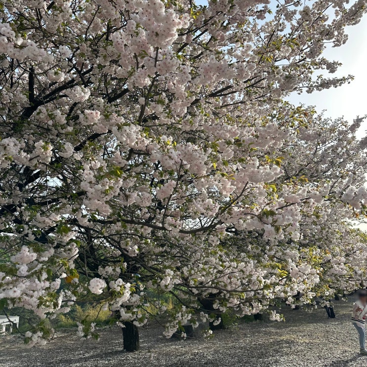  천안 아산 여행 코스 가볼만한곳 겹벚꽃 명소 각원사