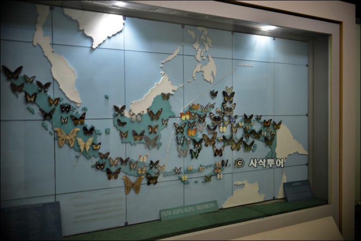  자카르타 차량 렌트카 - Meseum Serangga Kupu kupu