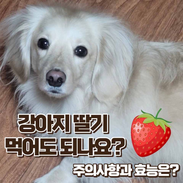  강아지 딸기 먹어도 되나요? 주의사항과 알러지 증상