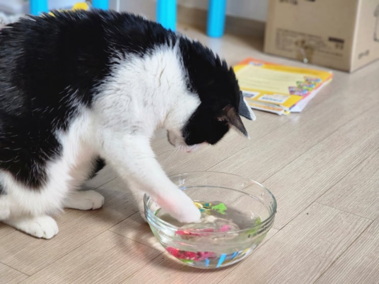  고양이 자동 장난감 묘심 로봇 물고기 고양이수족관