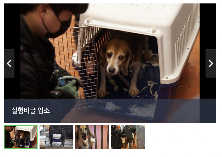  2024 새해 첫 기부 블로그 포스팅으로 기부하기 유기견, 실험비글을 위한 작은나눔 해피빈기부