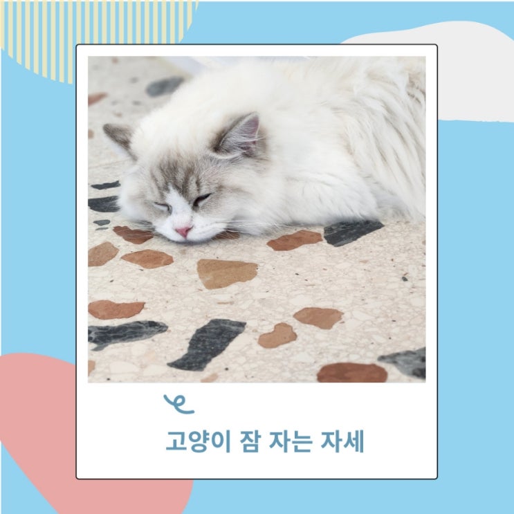 고양이 잠자는 시간, 자는 자세로 알수 있는 마음