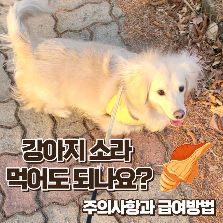  강아지 소라 먹어도 괜찮을까? 주의사항과 효능 및 알러지 증상