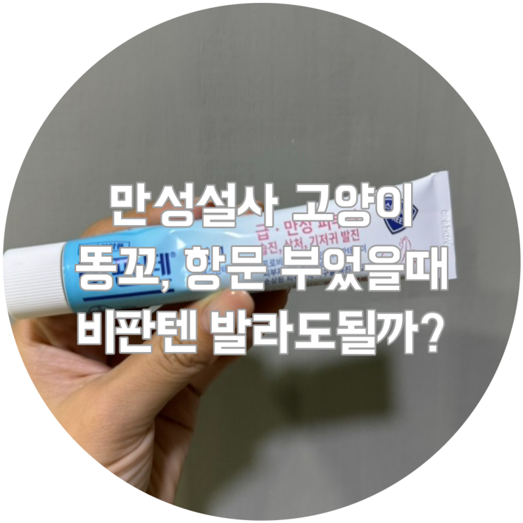  만성설사 고양이 똥꼬, 항문 부었을때 비판텐 발라도될까?