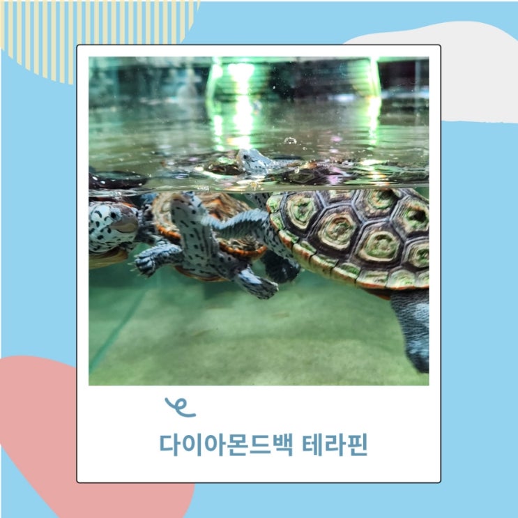 다이아몬드백 테라핀 반수생 거북이 종류 먹이 다이아몬드백 테라핀 반수생 거북이 종류 먹이