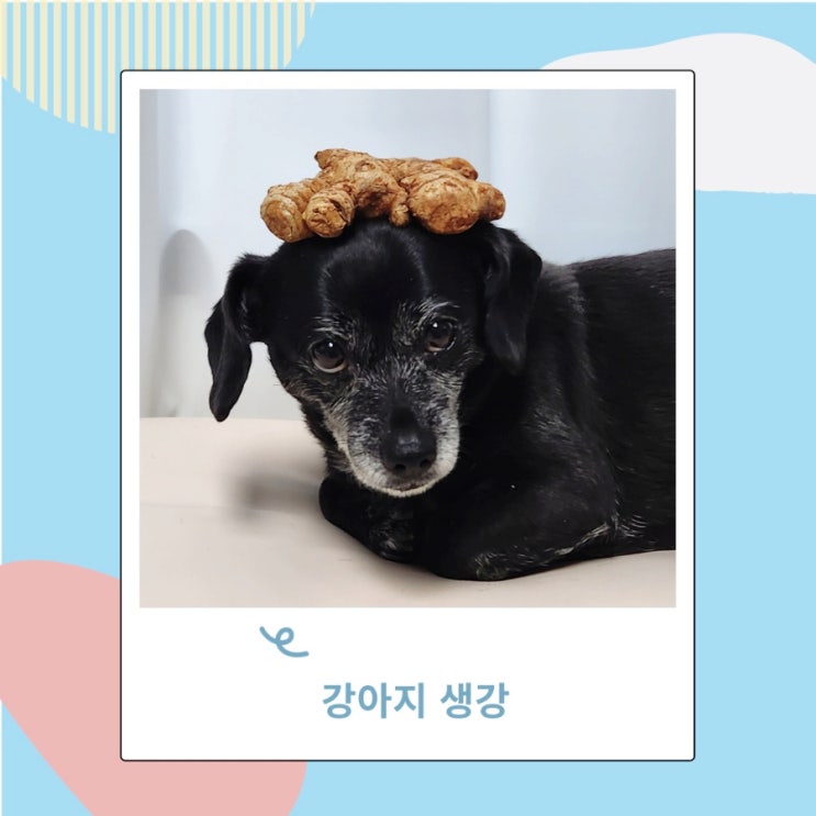 강아지 생강은 급여해도 되지만 마늘은 안돼요 강아지 생강은 급여해도 되지만 마늘은 안돼요