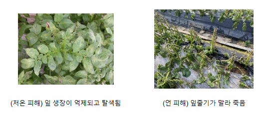 겨울철 시설 감자, 철저한 재배관리로 안정 생산하세요 겨울철 시설 감자, 철저한 재배관리로 안정 생산하세요