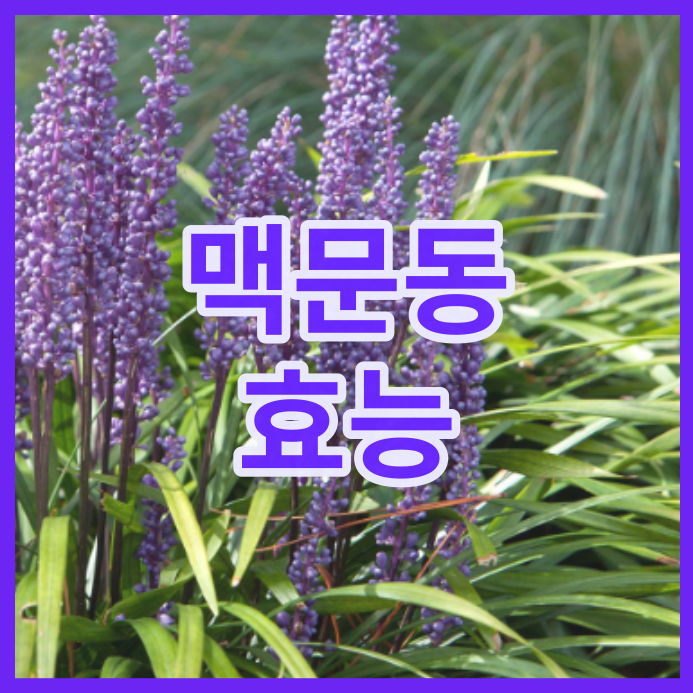  맥문동의 효능 부작용 알아보아요
