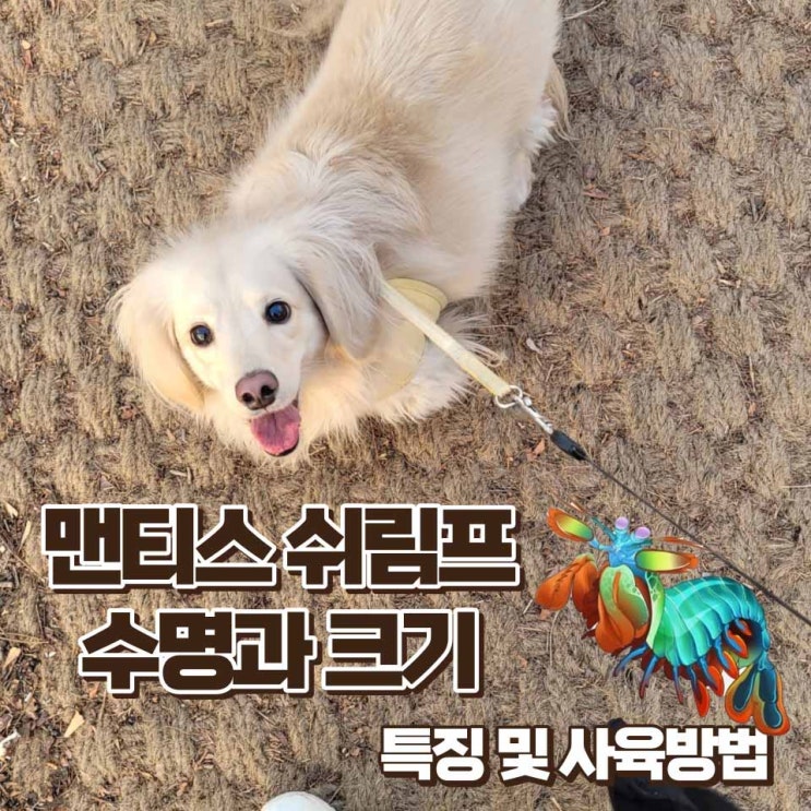  맨티스쉬림프 특징 수명 크기 포토 기본정보 사육방법