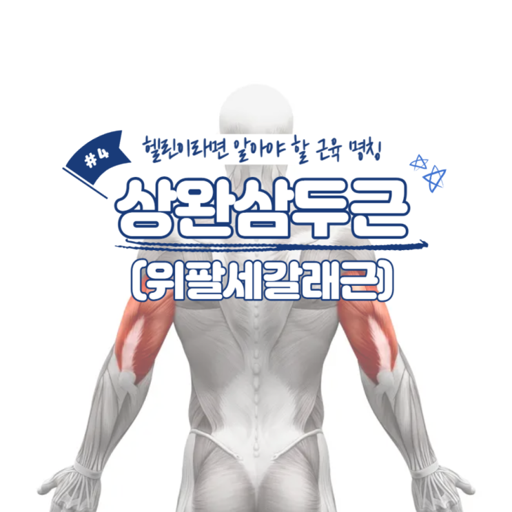  헬린이라면 알아야 할 근육 명칭 #4 - 상완삼두근(위팔세갈래근) / 소사동 헬스장, 그레이트짐