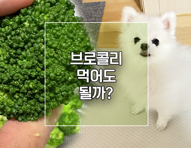  강아지 브로콜리 먹어도 되나요? (세척방법, 주의사항)