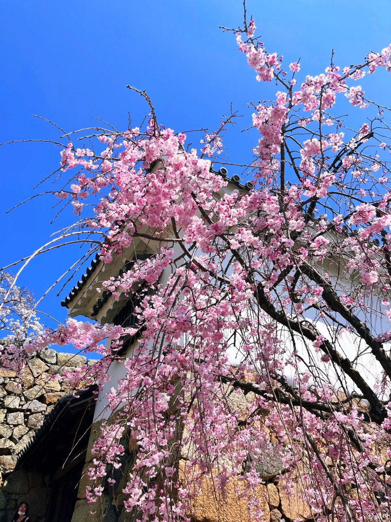 일본 히메지성 여행 벚꽃 코코엔 코인락커 : 네이버 블로그