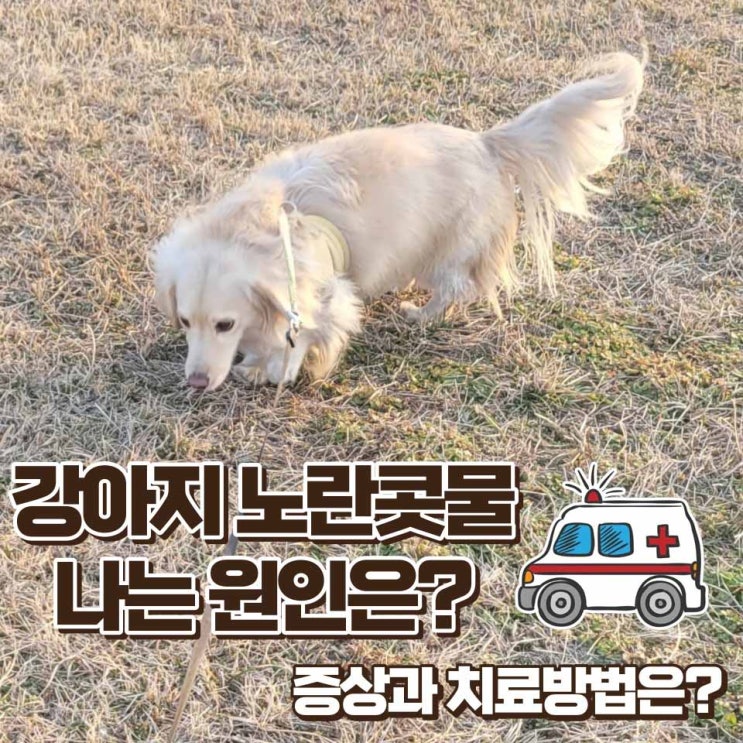  강아지 노란 콧물, 누런 콧물 원인과 증상 및 치료 방법은?