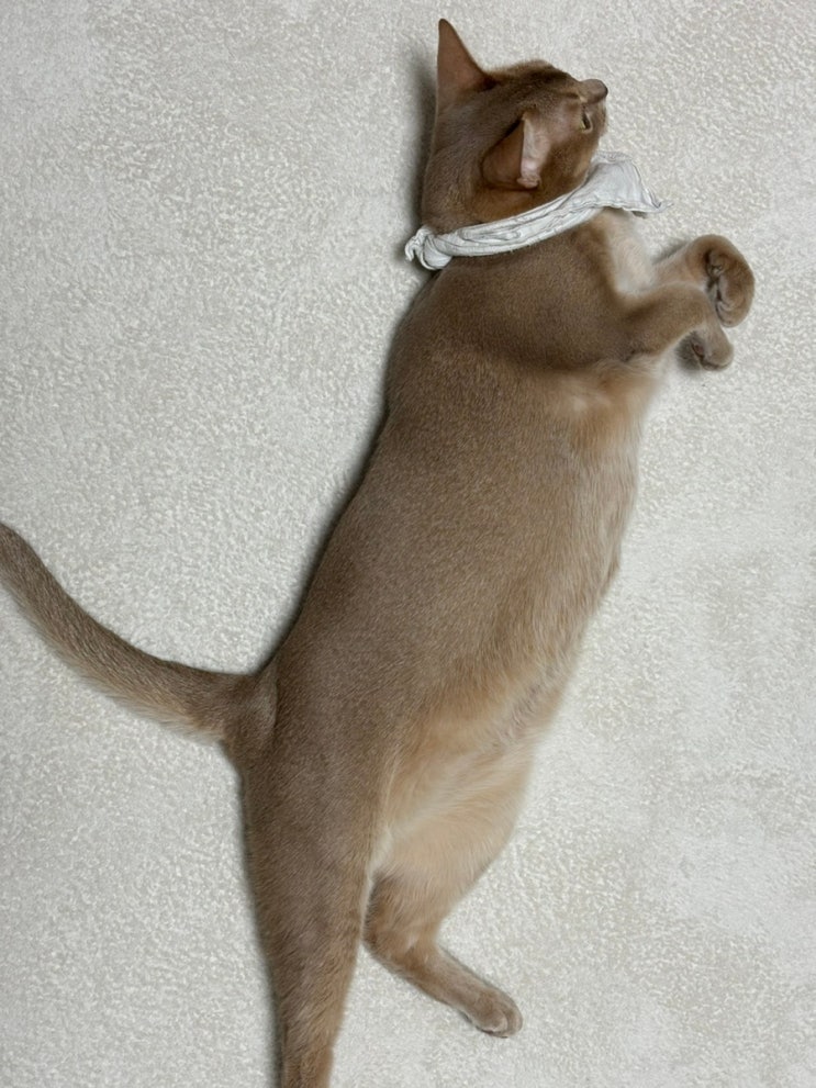  고양이 낚시대 장난감 추천 >.<   "쿠팡 알뜰펫@@"