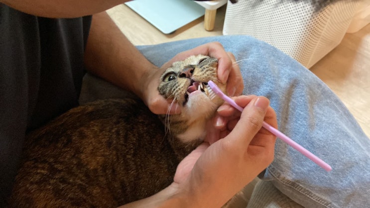  고양이 양치 짤, 오랜만에 아리사진