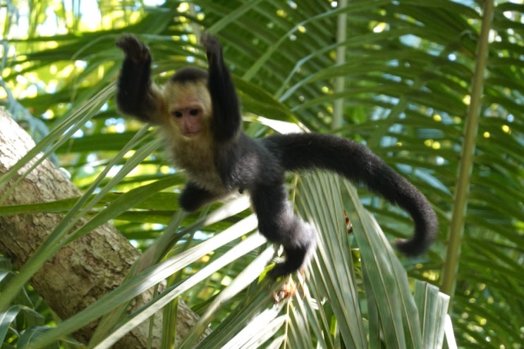 코스타리카 여행 중 2024년 새해 동물 물가  f. 세계여행 D+78