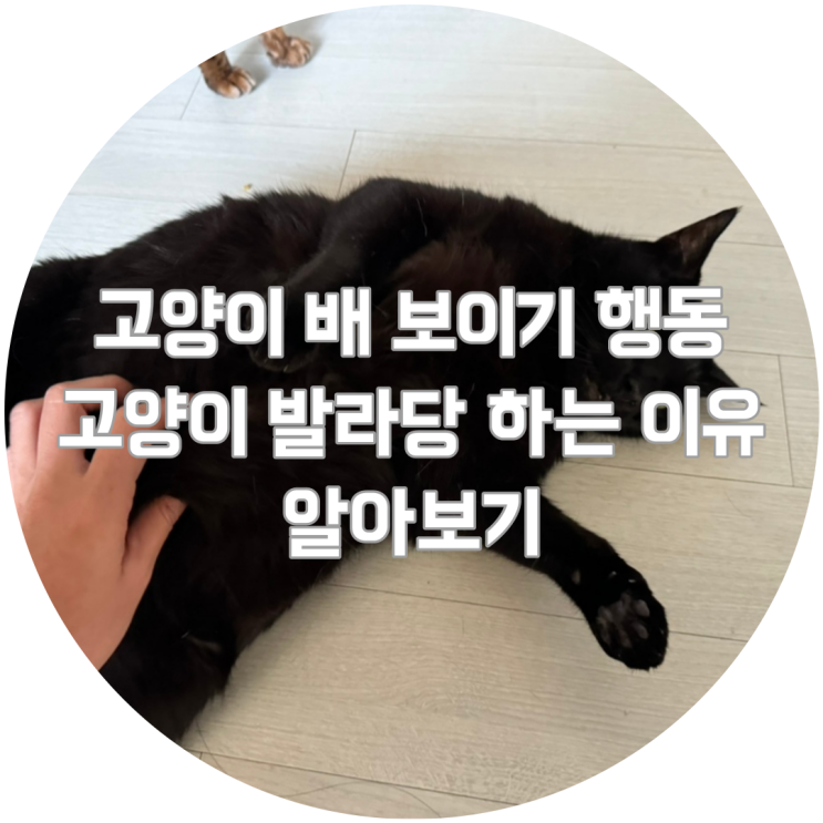  고양이 배 보이기 행동 고양이 발라당 하는 이유 알아보기