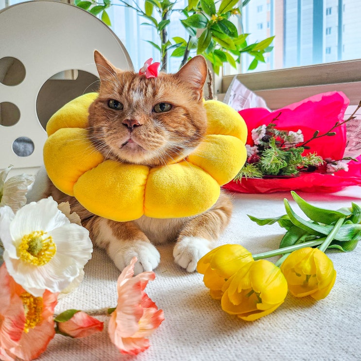  고양이 안전한 꽃 종류와 집에 두면 안 되는 해로운 식물 꽃 튤립