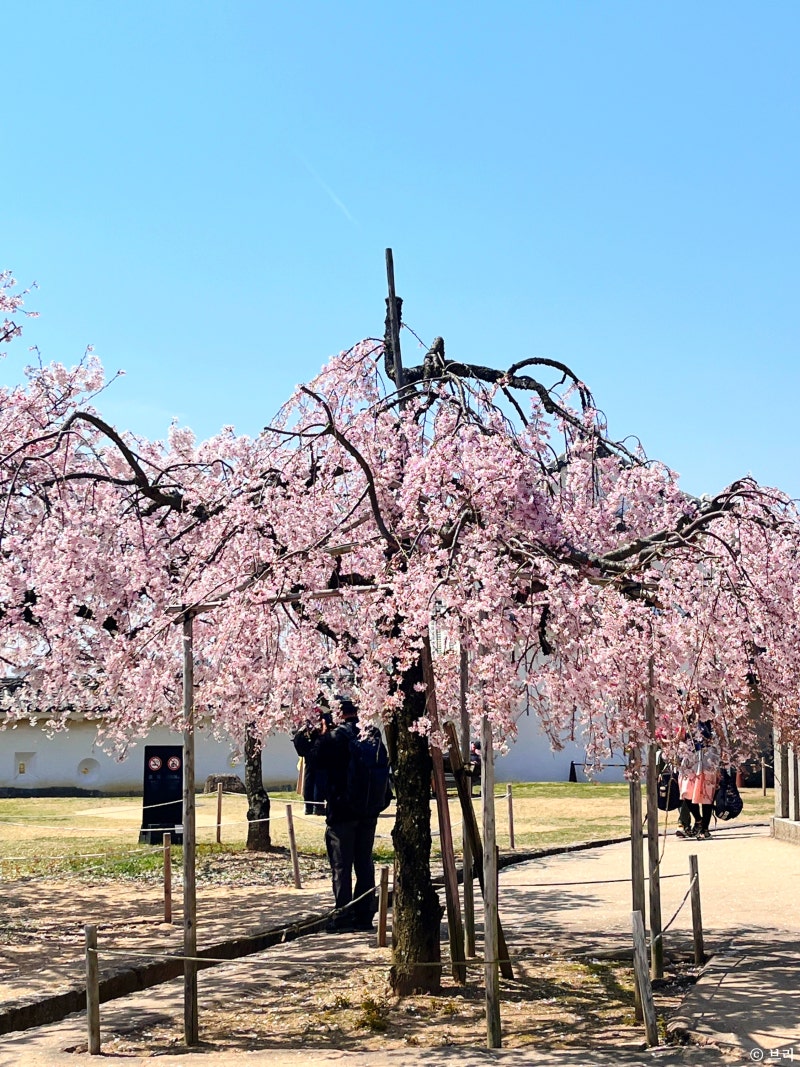 일본 히메지성 여행 벚꽃 코코엔 코인락커 : 네이버 블로그